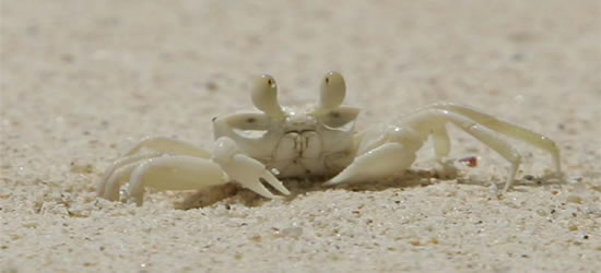 Granchio Fantasma Ghost Crab Ocypode Ceratophthalma